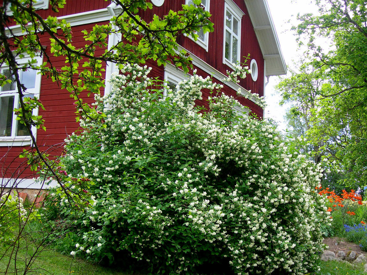 Wiborggarden Bed And Breakfast Boda  Exterior photo